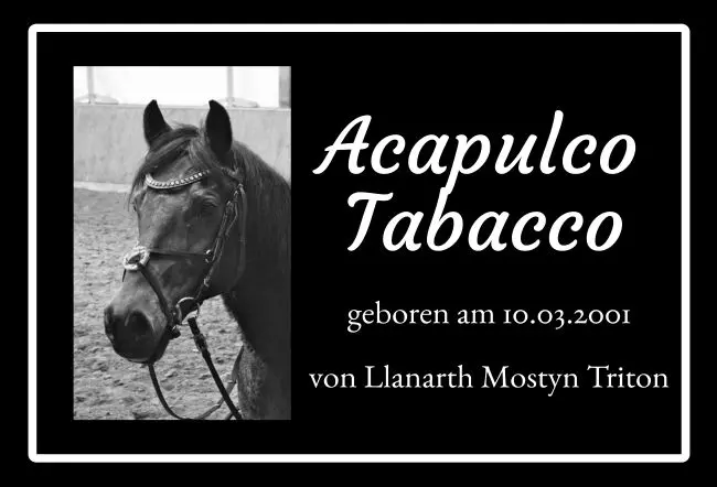  Pferde Acapulco Tabacco Bild