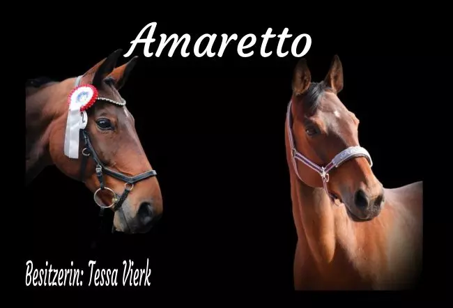  Pferde Amaretto Bild