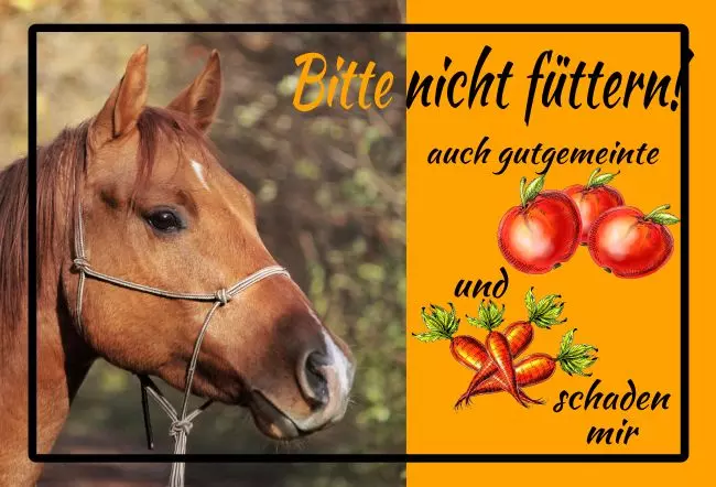  Pferde Bitte nicht füttern Bild