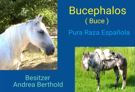 Pferde Bucephalos Bild