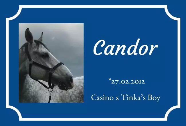  Pferde Candor Bild