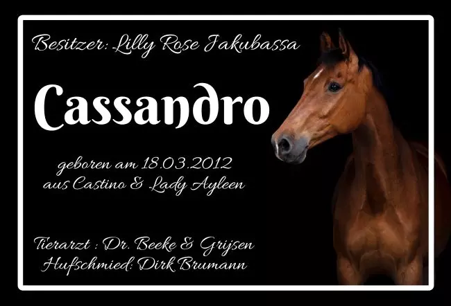  Pferde Cassandro Bild