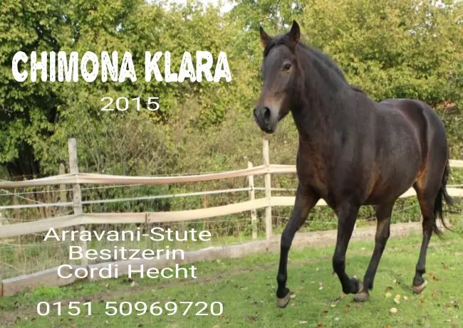  Pferde Chimom Klara Bild
