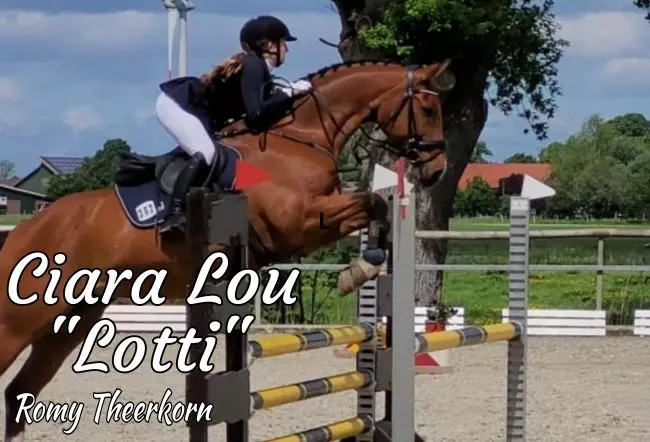 Pferde Ciara Lou Bild
