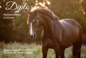  Pferde Diplo Bild