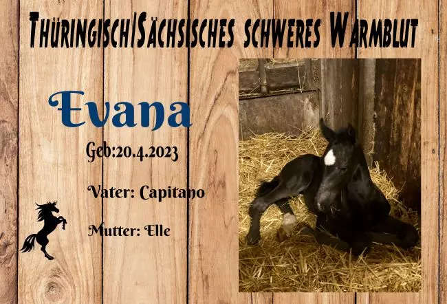  Pferde Evana Bild