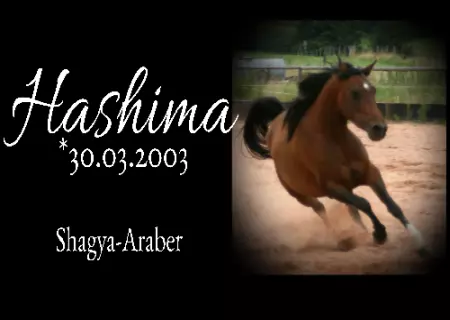  Pferde Hashima Bild