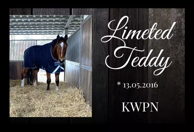  Pferde Limited Feddy Bild