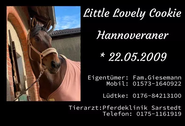  Pferde Little Lovely Cookie Bild