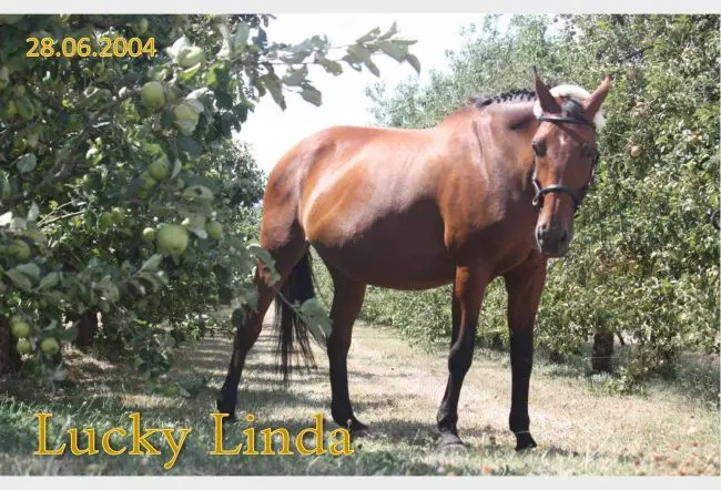  Pferde Lucky Linda Bild