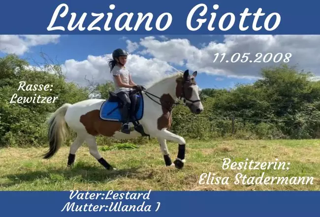  Pferde Luziano Giotte Bild