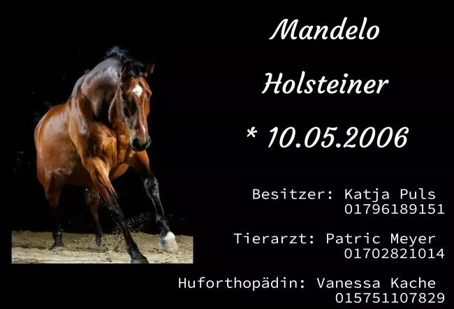  Pferde Madelo Bild