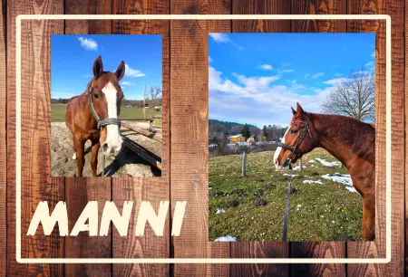  Pferde MANNI Bild