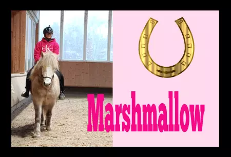  Pferde Marshmallow Bild