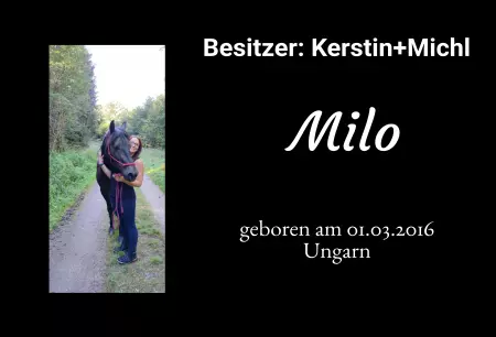 Pferde Milo Bild