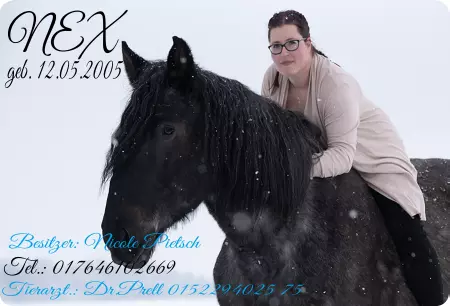  Pferde NEX Bild