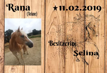Pferde Rana Bild