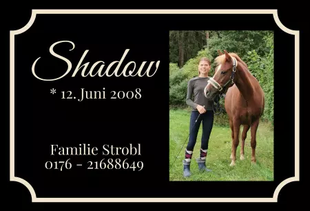  Pferde Shadow Bild