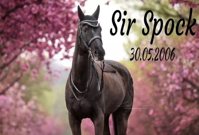  Pferde Sir Spock Bild
