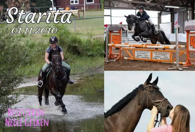  Pferde Starita Bild