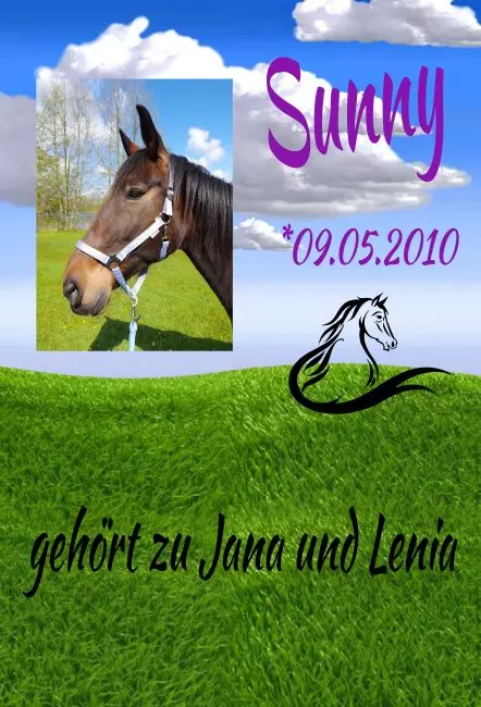  Pferde Sunny Bild