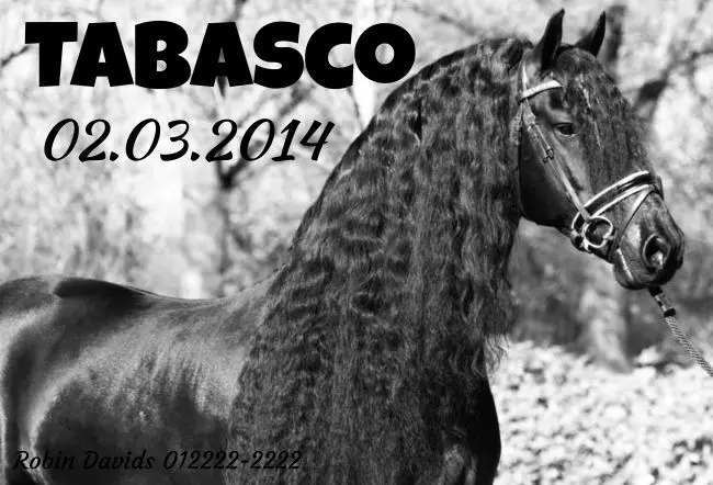  Pferde TABASCO Bild