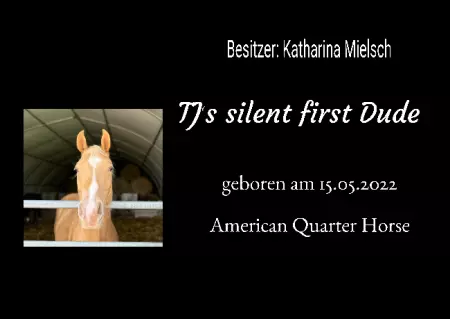  Pferde TJs silent first Dude Bild