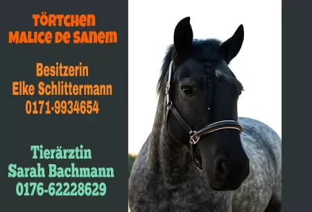  Pferde Törtchen Malice De Sanem Bild