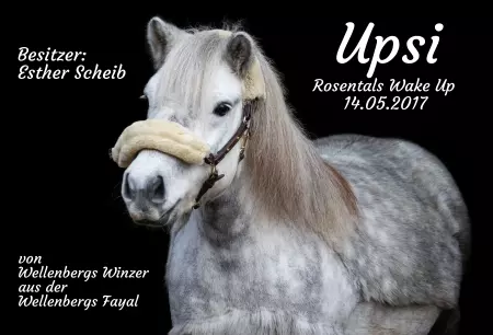 Pferde Upsi Bild